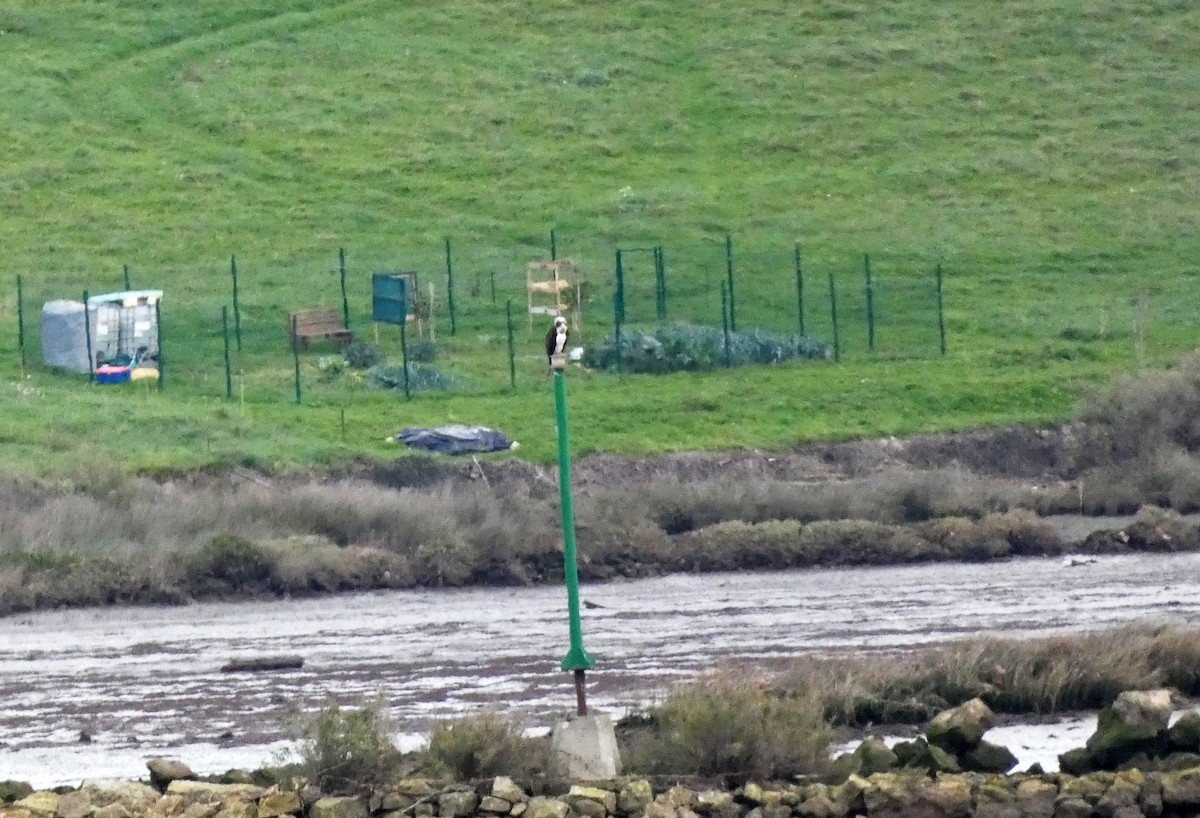 Águila Pescadora - ML612761501