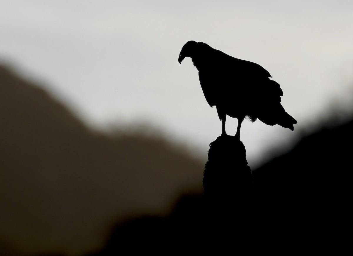 Turkey Vulture - Adam Dudley