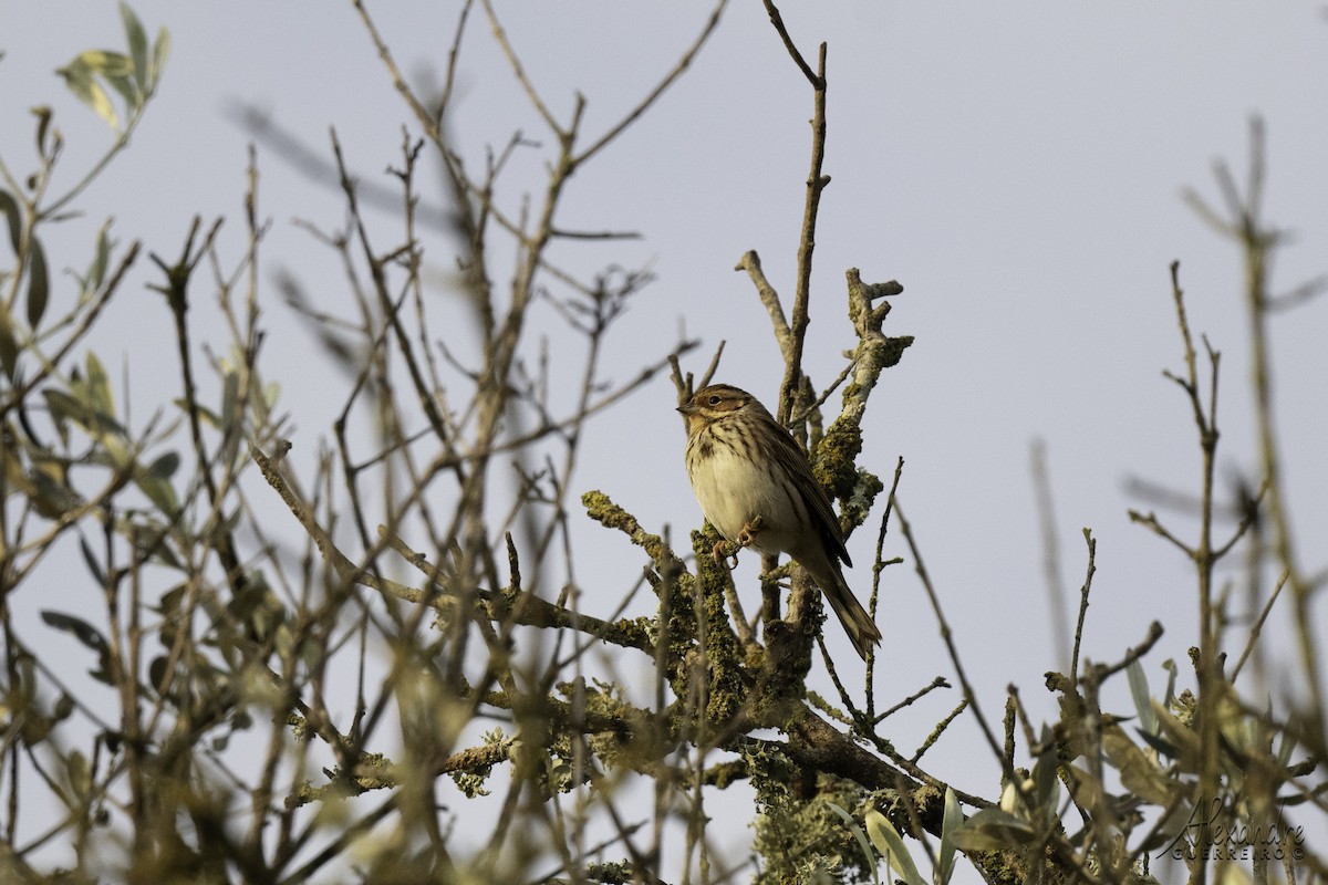 Little Bunting - Alexandre Guerreiro