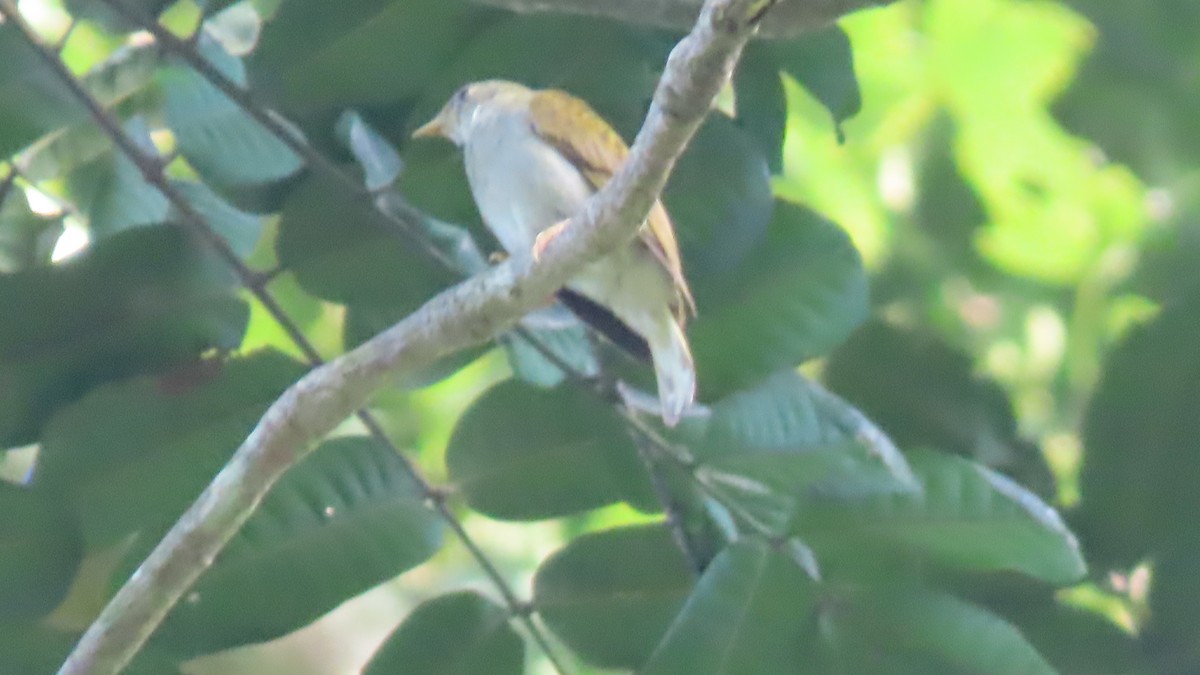 Yellow-footed Honeyguide - David Russell