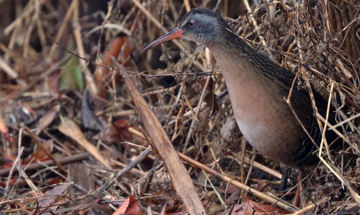 Virginia Rail - Stefan Mutchnick