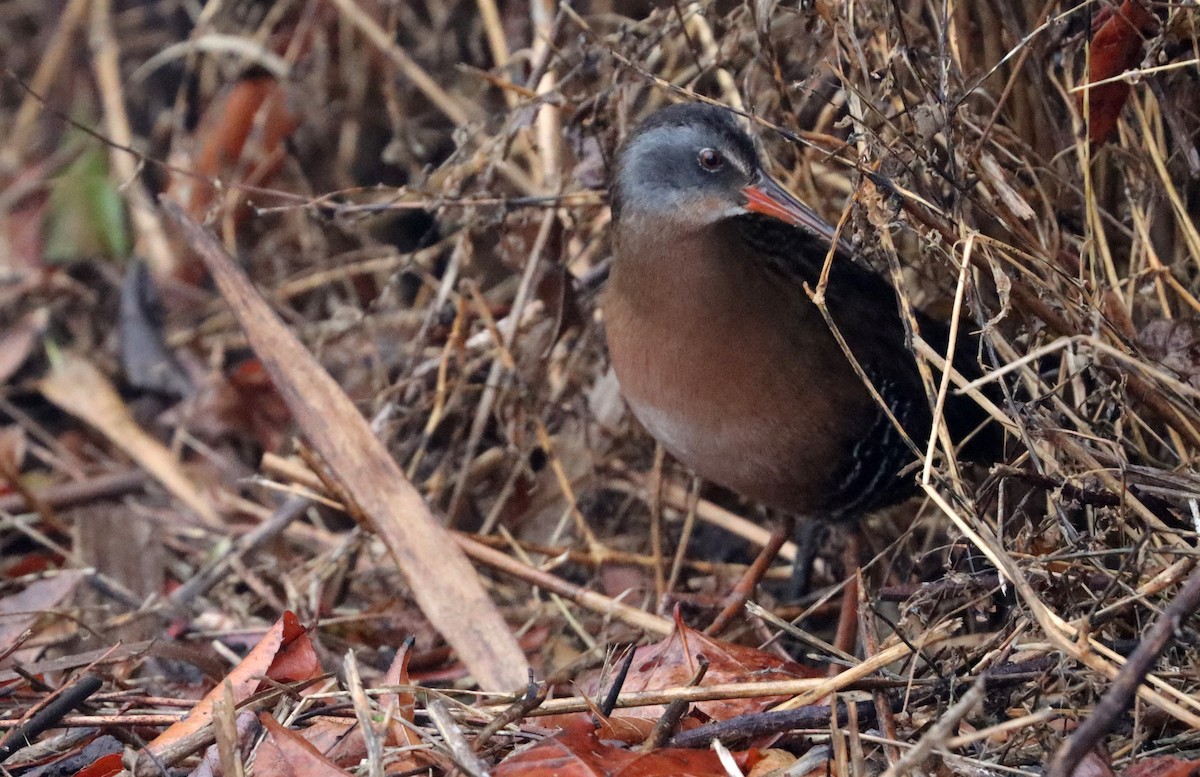 Virginia Rail - ML612761600