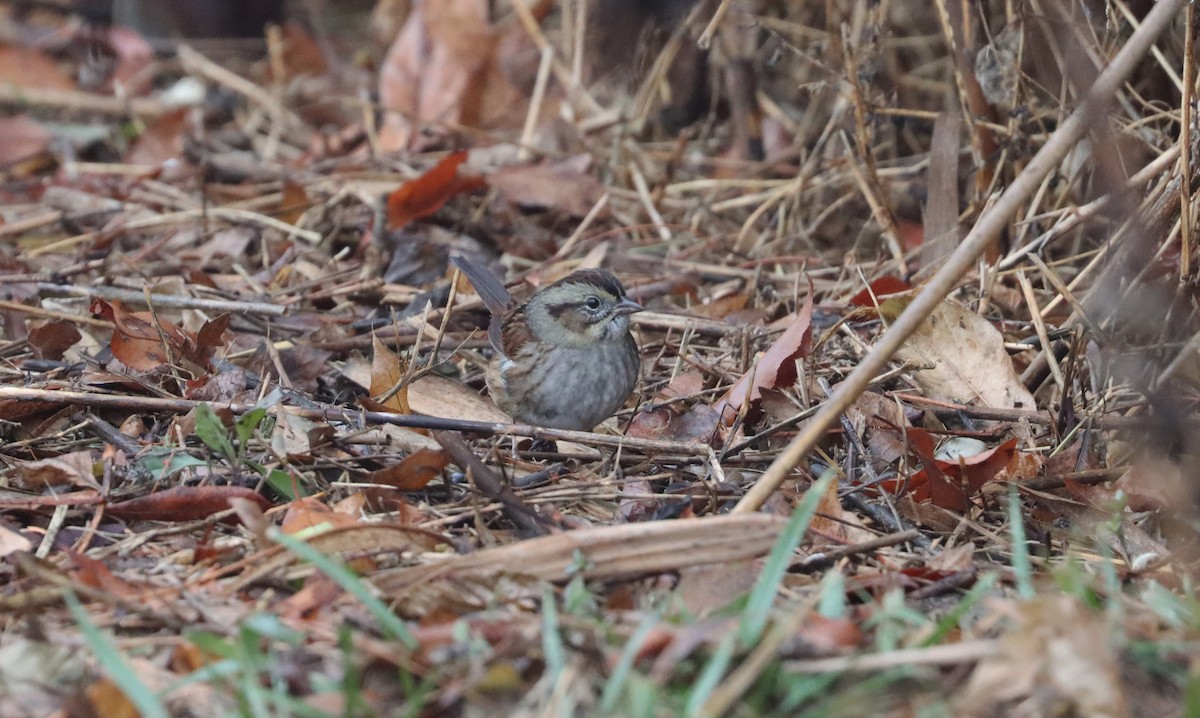 Swamp Sparrow - ML612761632