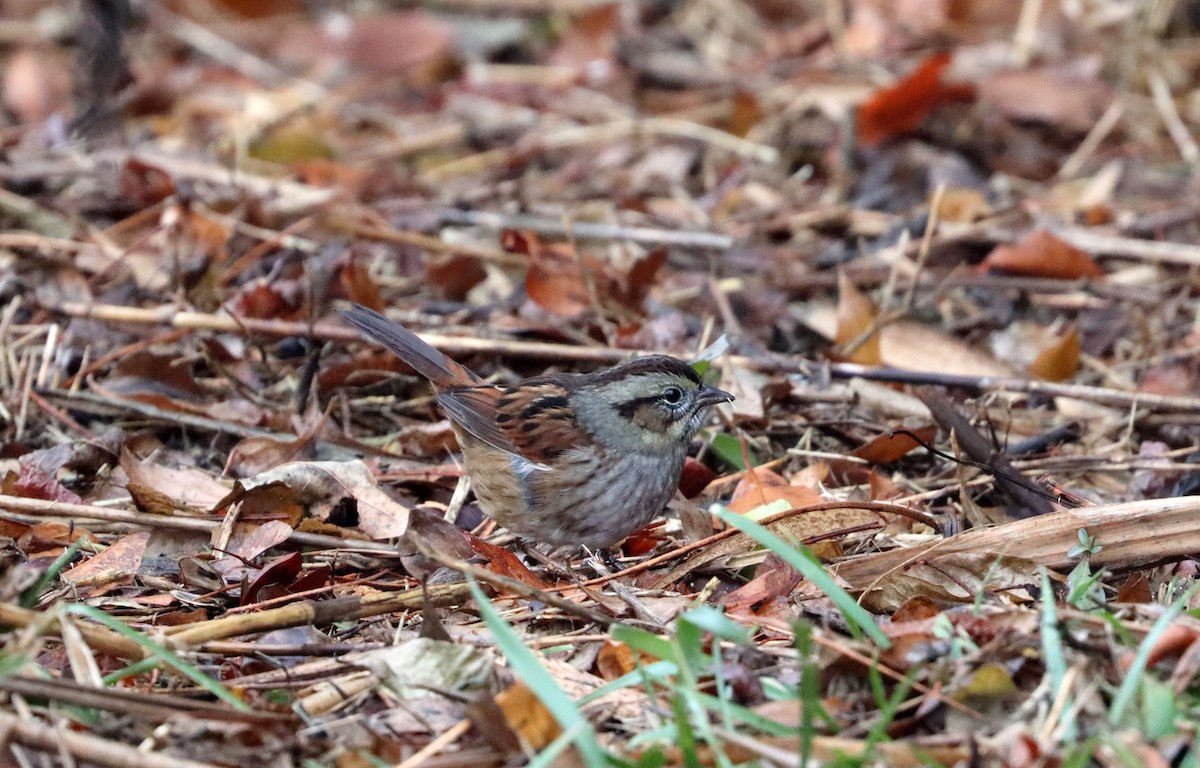 Swamp Sparrow - ML612761658