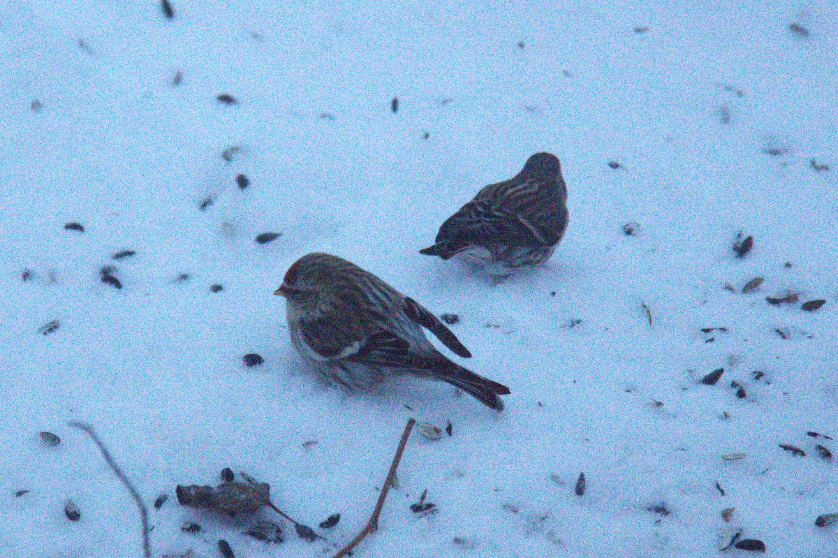 Redpoll (Hoary) - Joseph Ransdell-Green