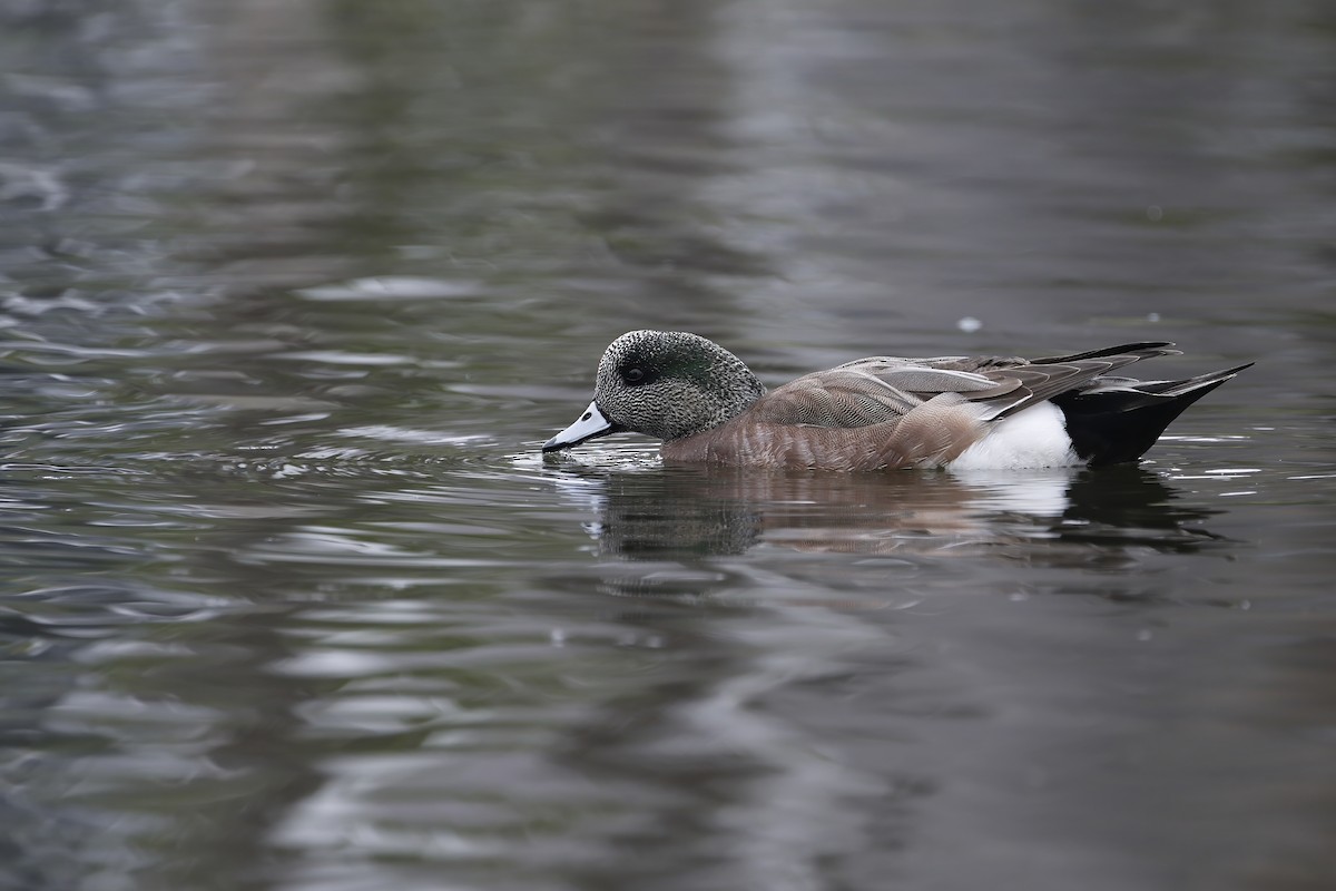 American Wigeon - Adrian Vilca