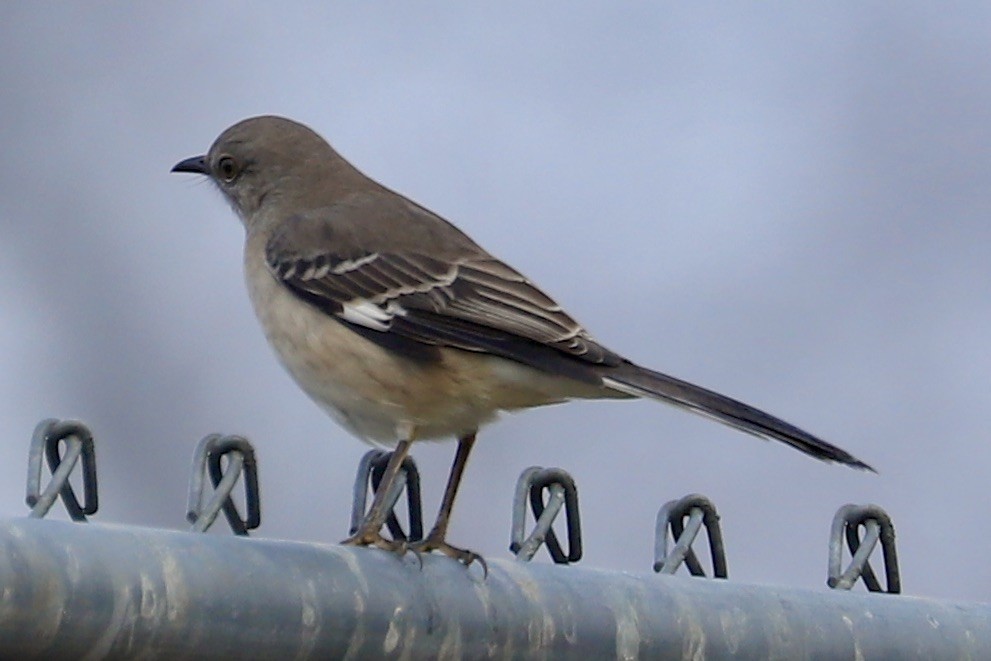 Northern Mockingbird - ML612761771