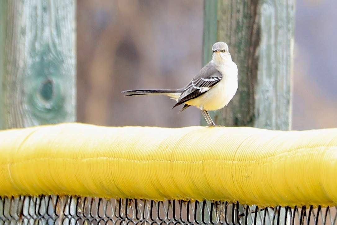 Northern Mockingbird - ML612761772