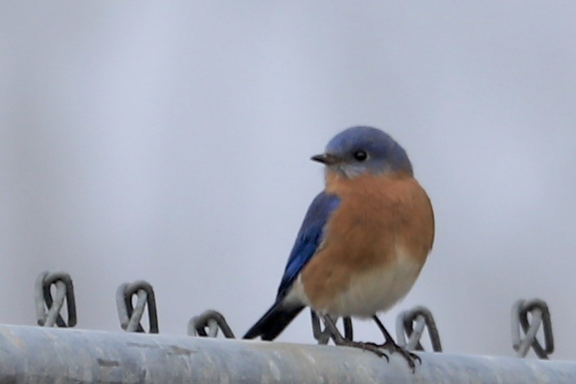 Eastern Bluebird - ML612761782