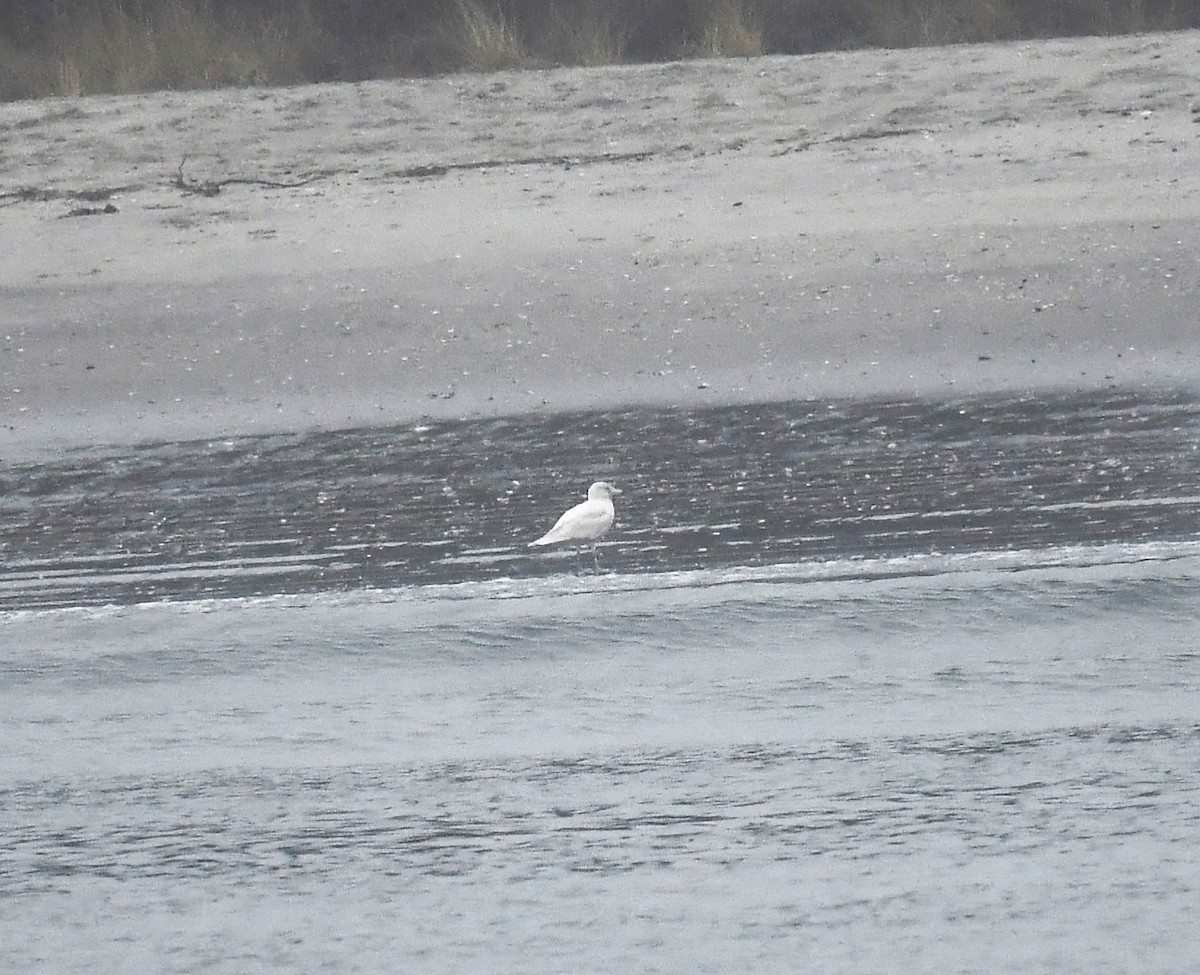 Glaucous Gull - ML612761859