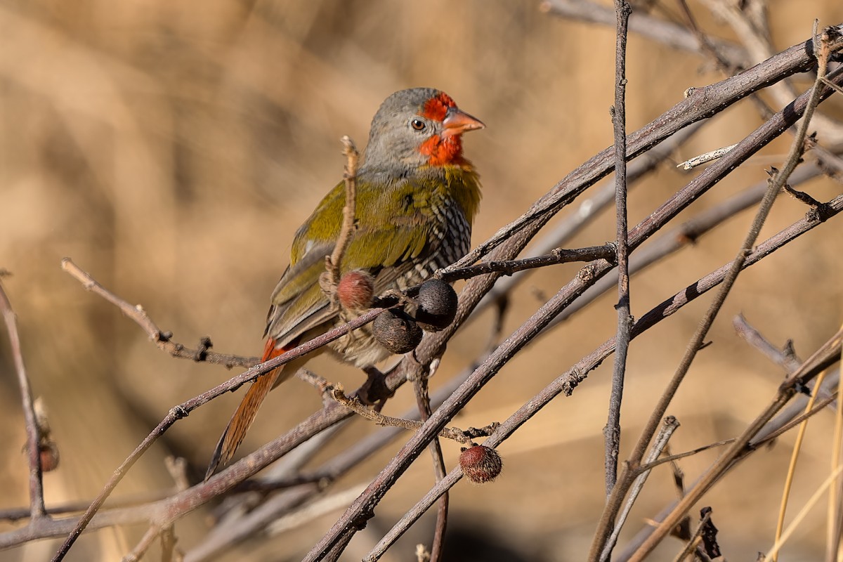 Green-winged Pytilia - ML612761863