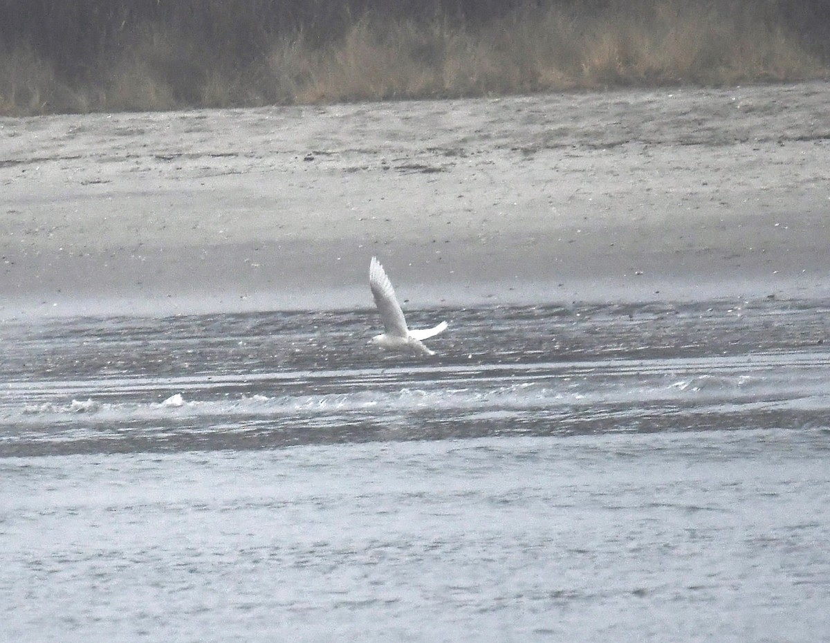 Glaucous Gull - ML612761871