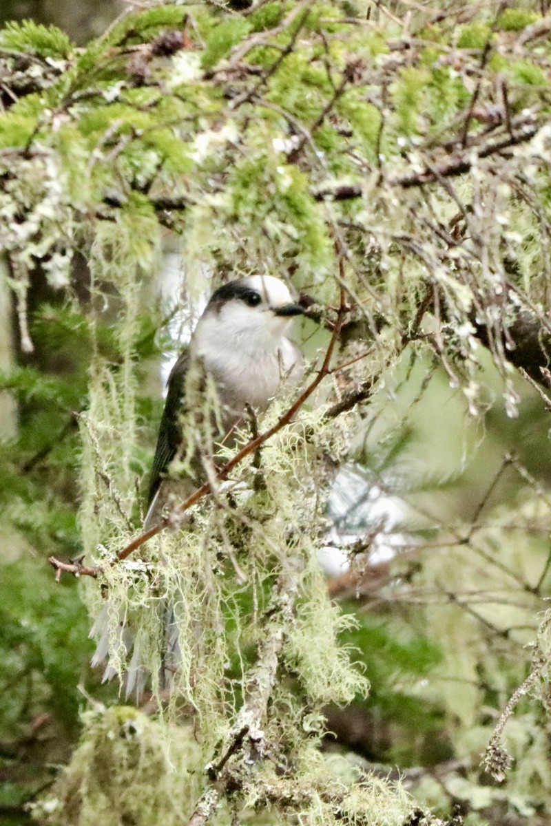 Canada Jay - ML612761901