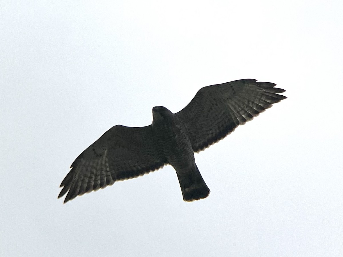 Broad-winged Hawk - Riley Saxton
