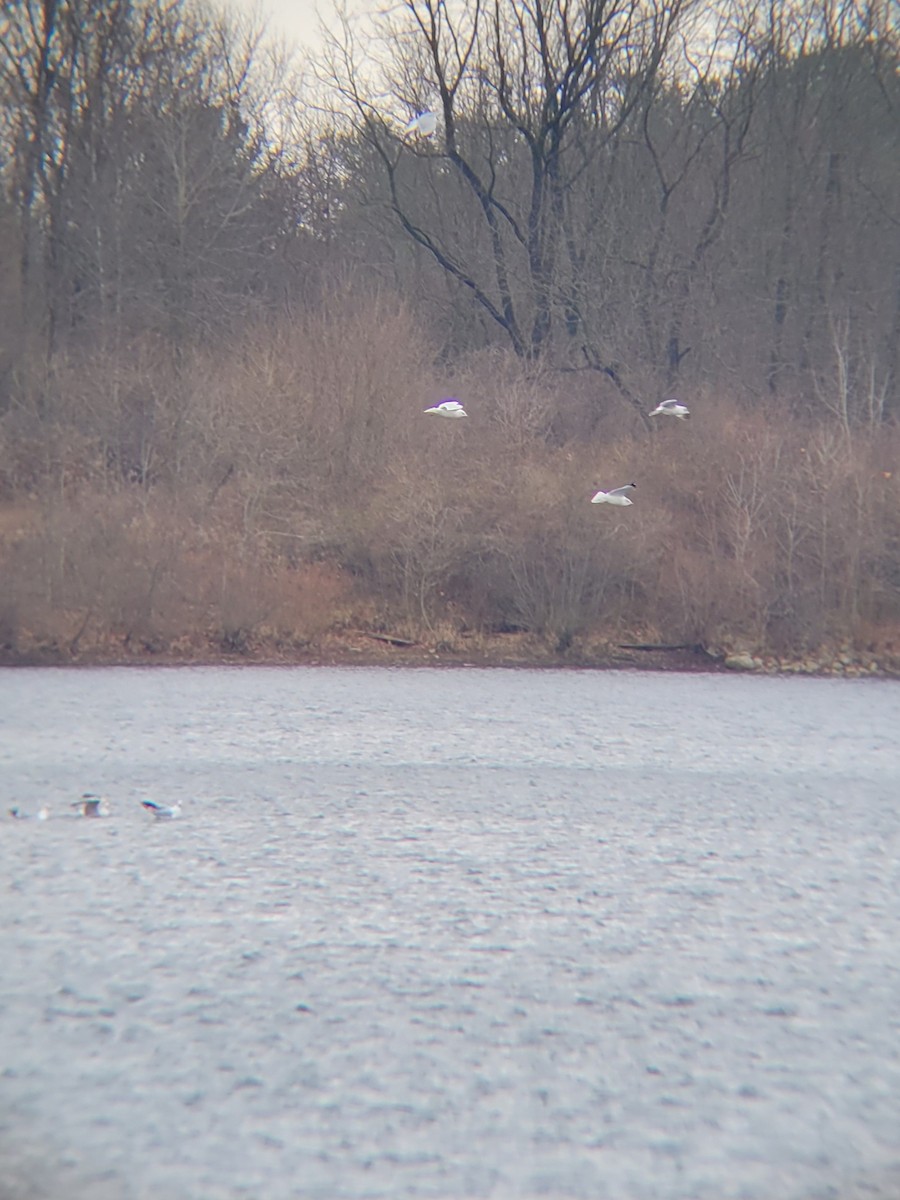 Ring-billed Gull - ML612762077