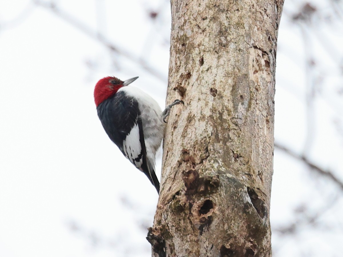 Red-headed Woodpecker - ML612762100