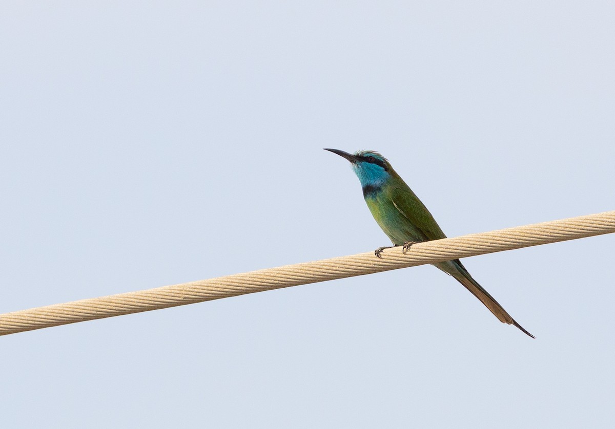 Arabian Green Bee-eater - ML612762301