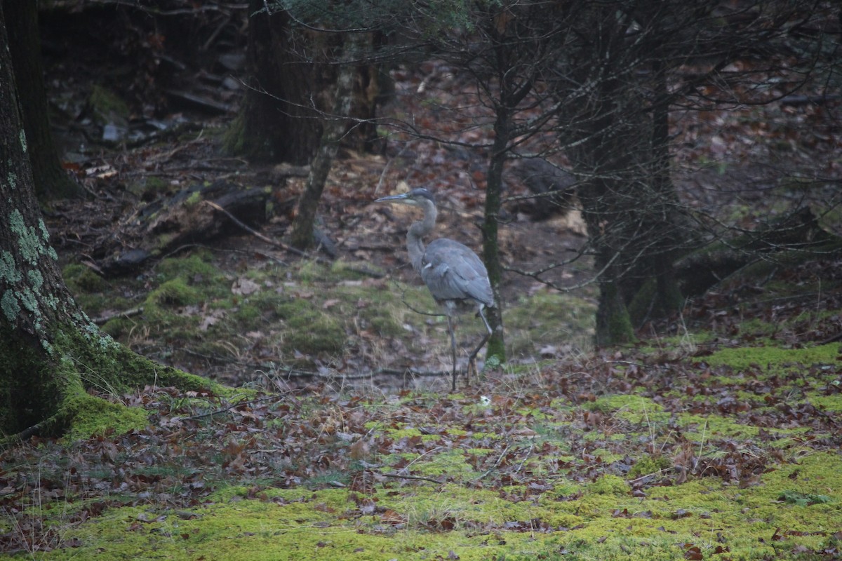 Great Blue Heron - ML612762310