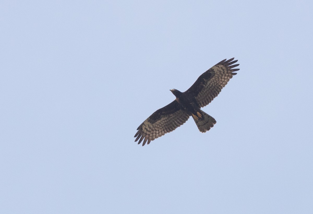 European Honey-buzzard - ML612762316