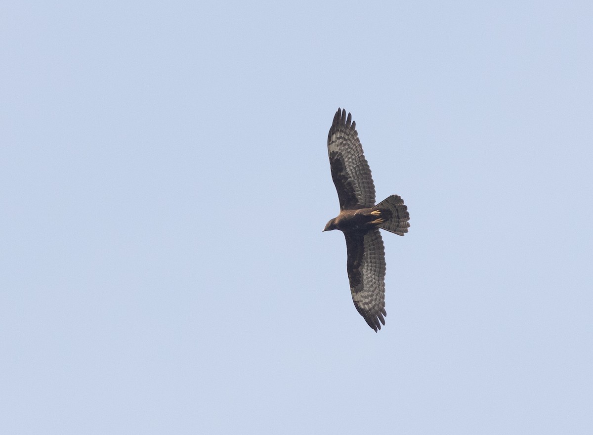 European Honey-buzzard - ML612762318