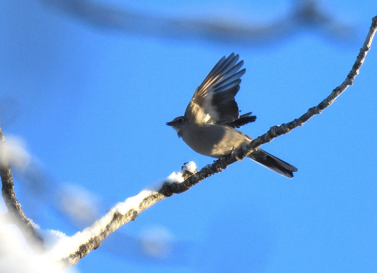 Townsend's Solitaire - ML612762397
