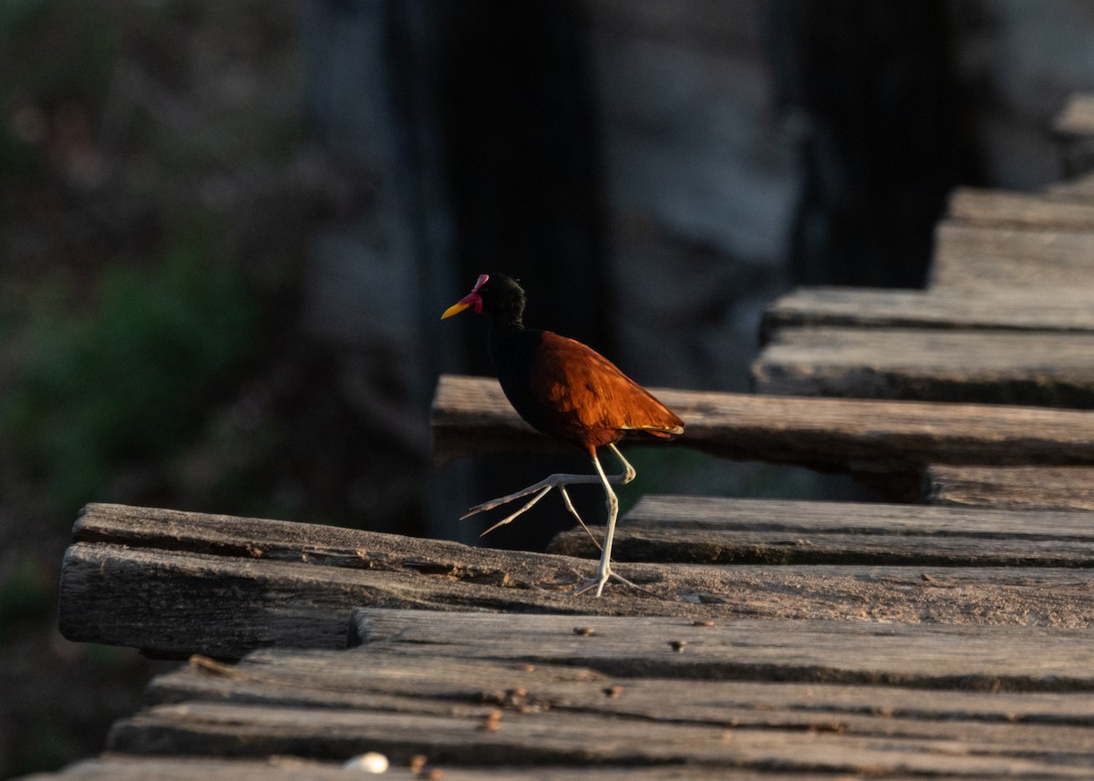 Wattled Jacana - ML612762423