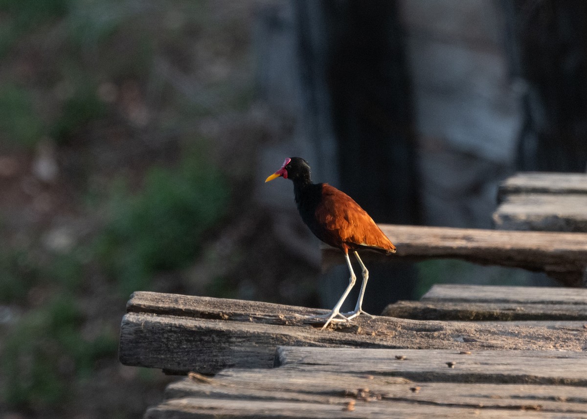 Wattled Jacana - ML612762427