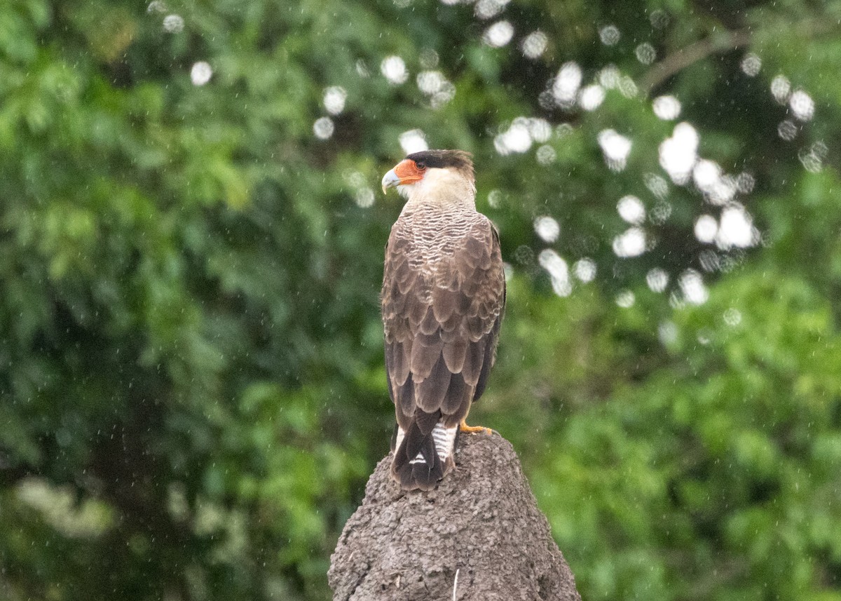 Crested Caracara - ML612762448