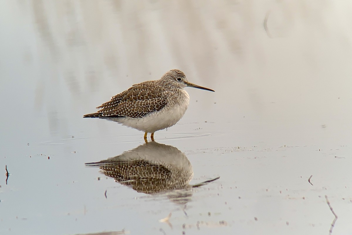 eBird Checklist - 28 Dec 2023 - Fern Ridge WMA--Royal Ave. area ...