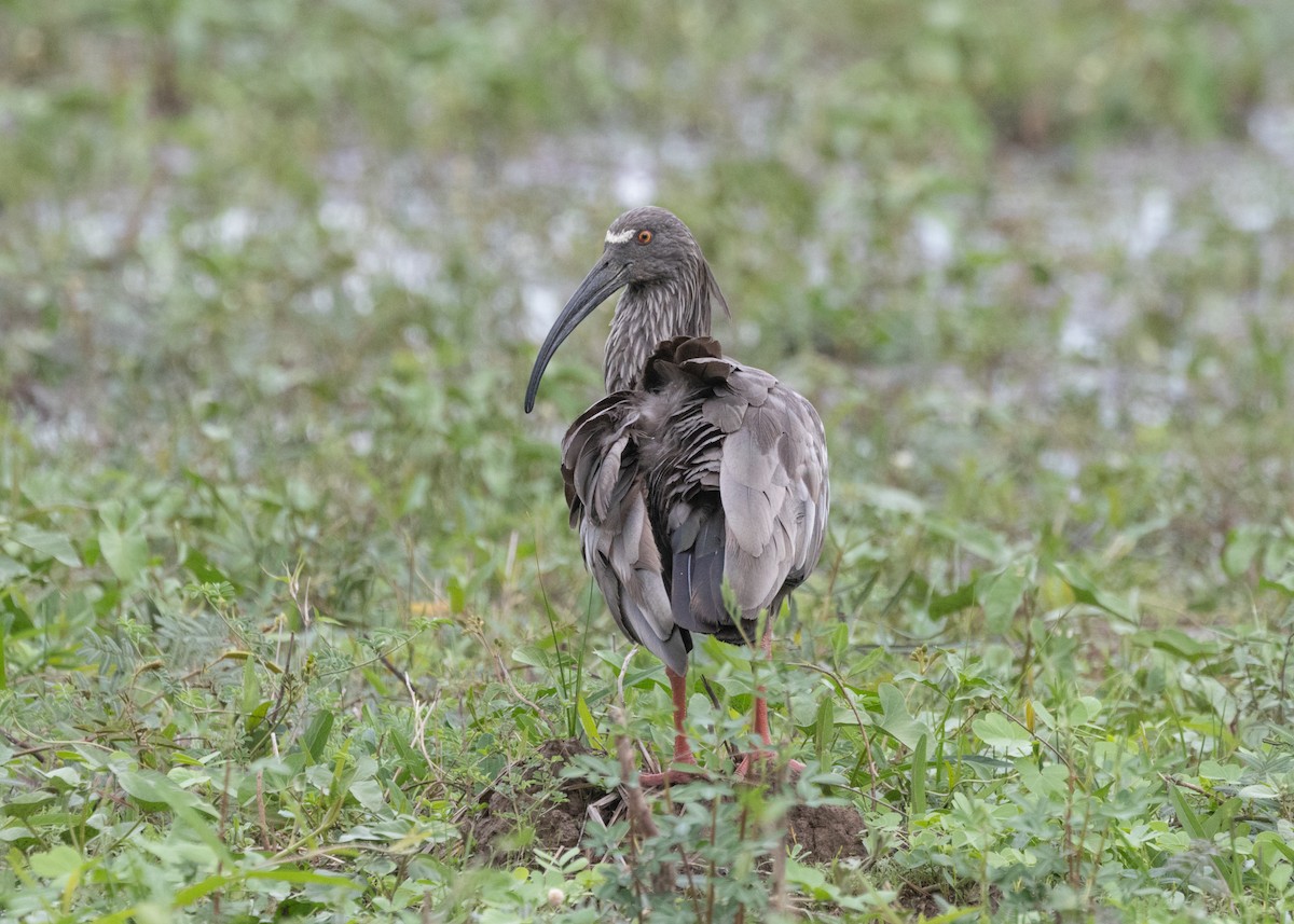 Plumbeous Ibis - ML612762503