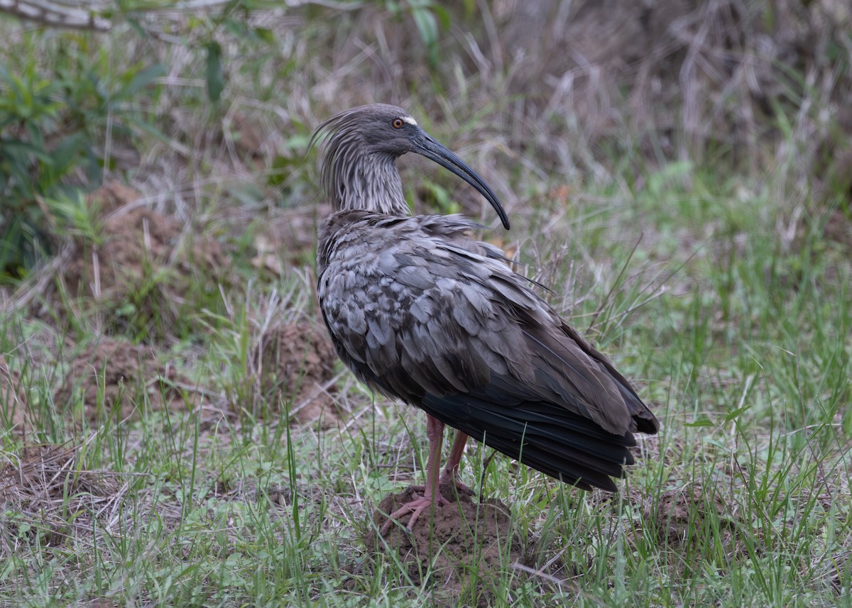 Plumbeous Ibis - ML612762507