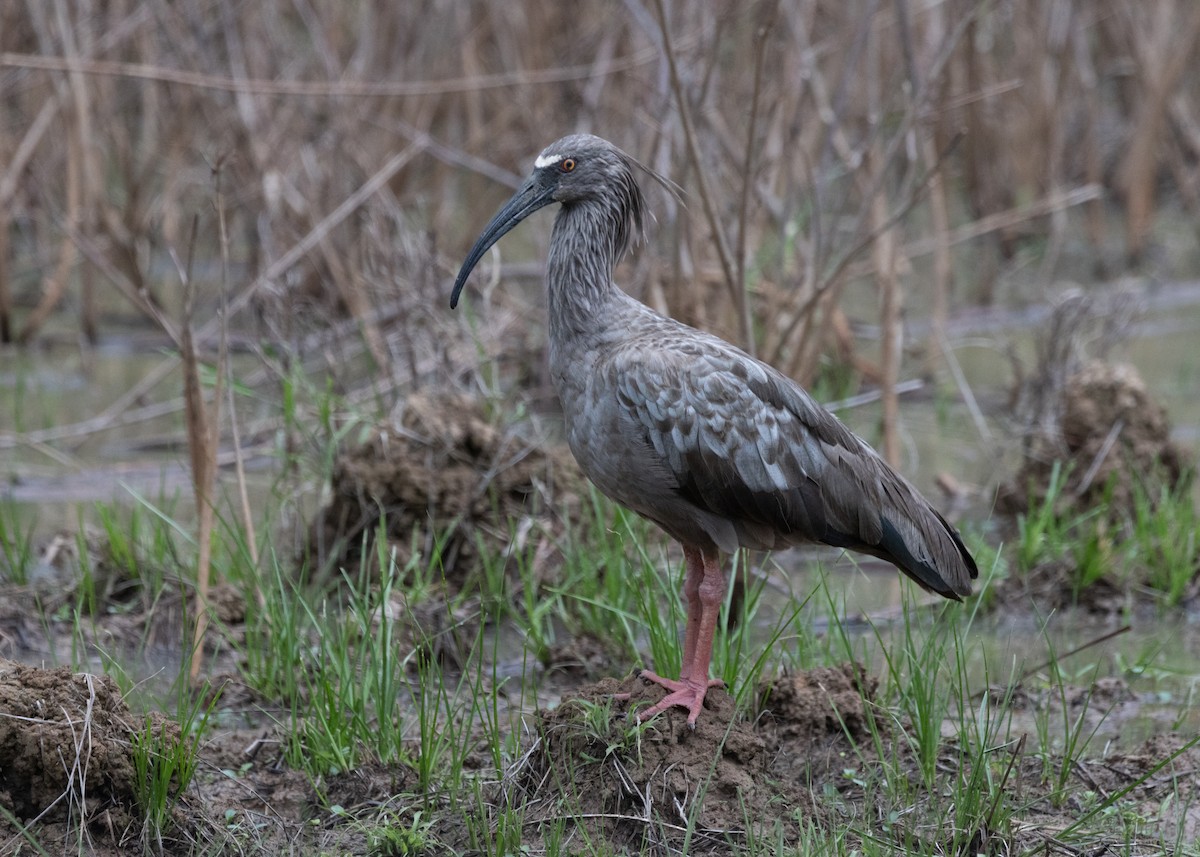 Plumbeous Ibis - ML612762508