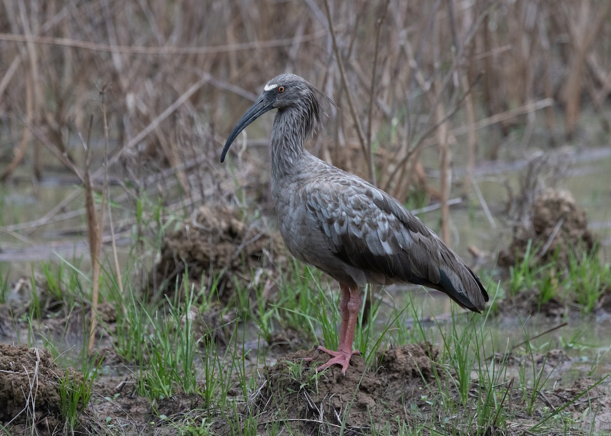 Plumbeous Ibis - ML612762509