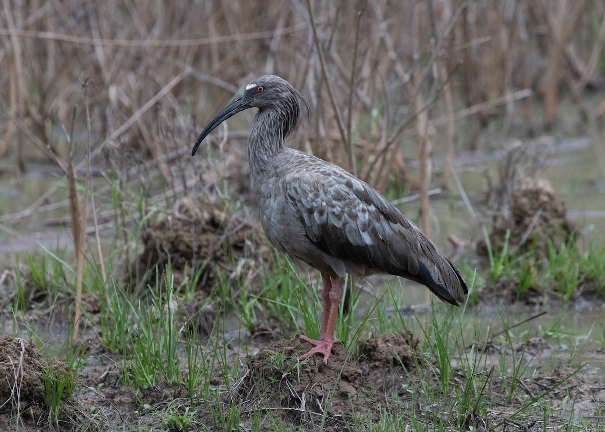 Plumbeous Ibis - ML612762513