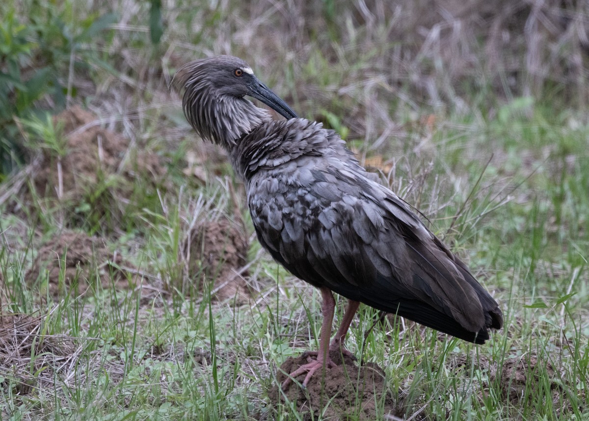 Plumbeous Ibis - ML612762514