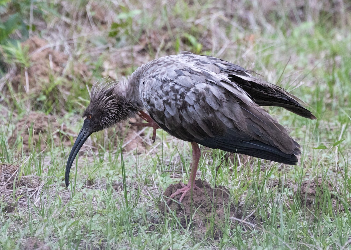 Ibis plombé - ML612762516