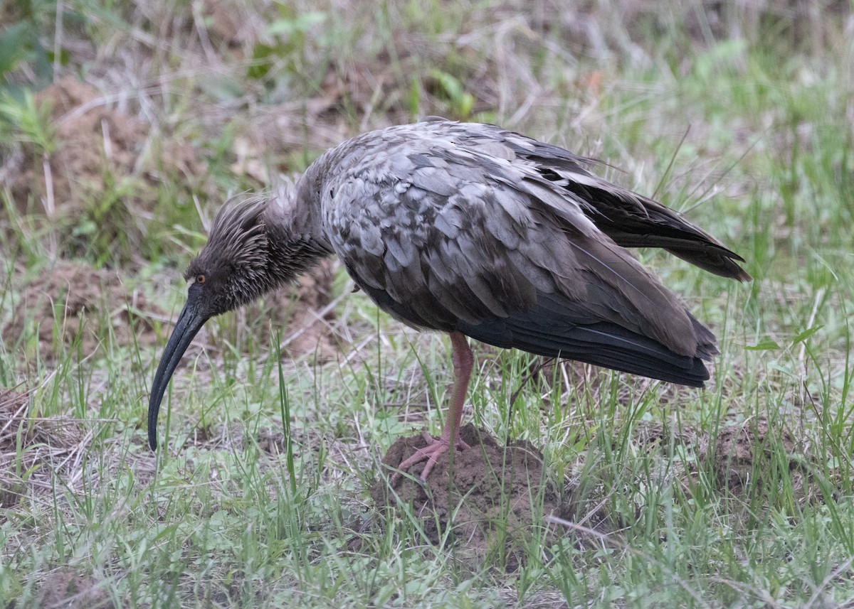 ibis běločelý - ML612762517