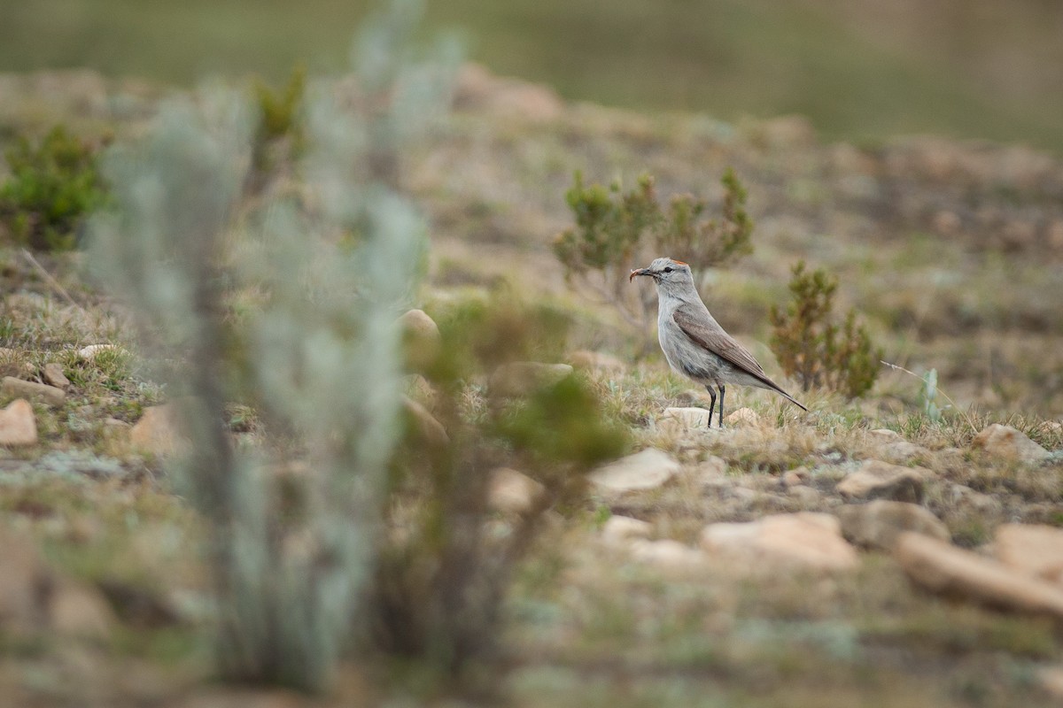 Rufous-naped Ground-Tyrant - ML612762541