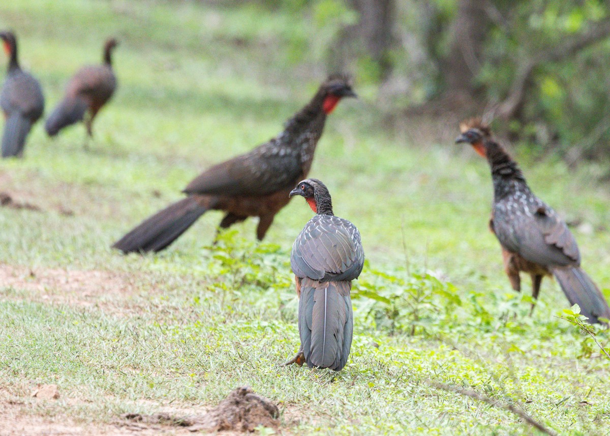 Chestnut-bellied Guan - Silvia Faustino Linhares