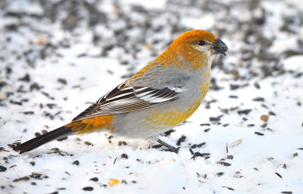 Pine Grosbeak - Timothy Piranian