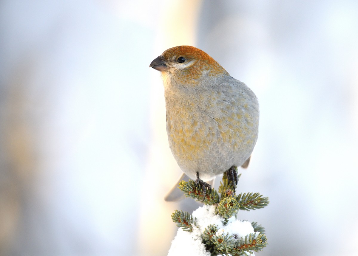 Pine Grosbeak - Timothy Piranian