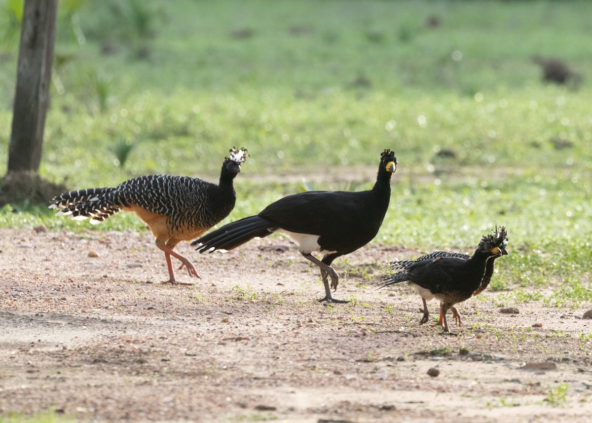 Bare-faced Curassow - ML612762572