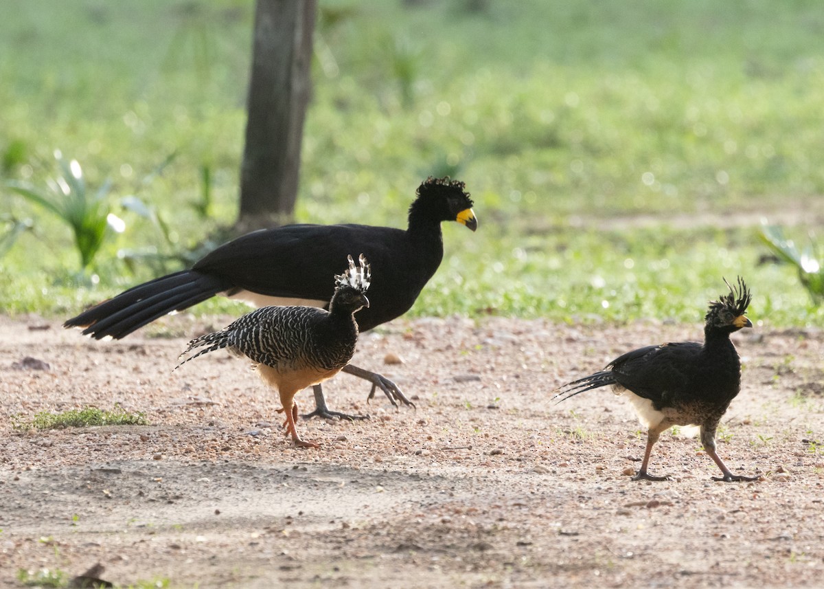 Bare-faced Curassow - ML612762573