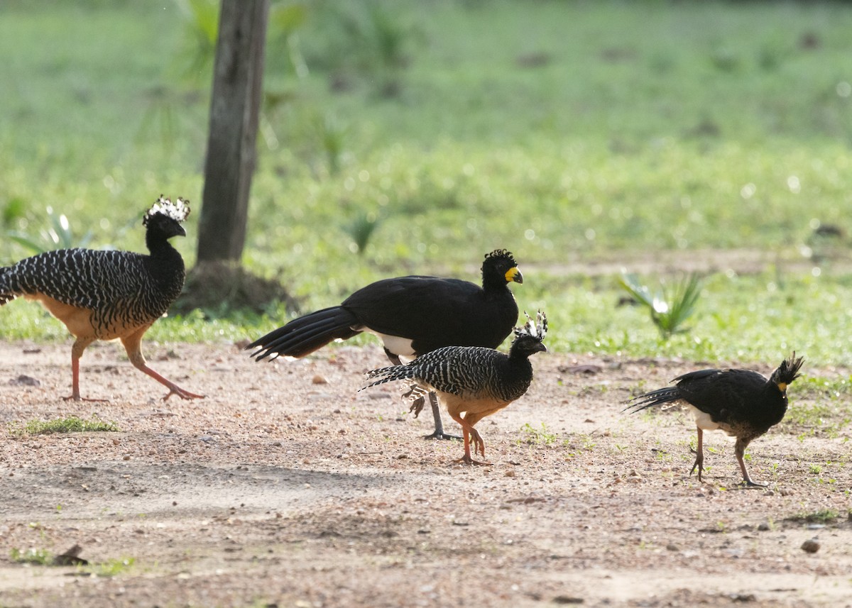 Bare-faced Curassow - ML612762575