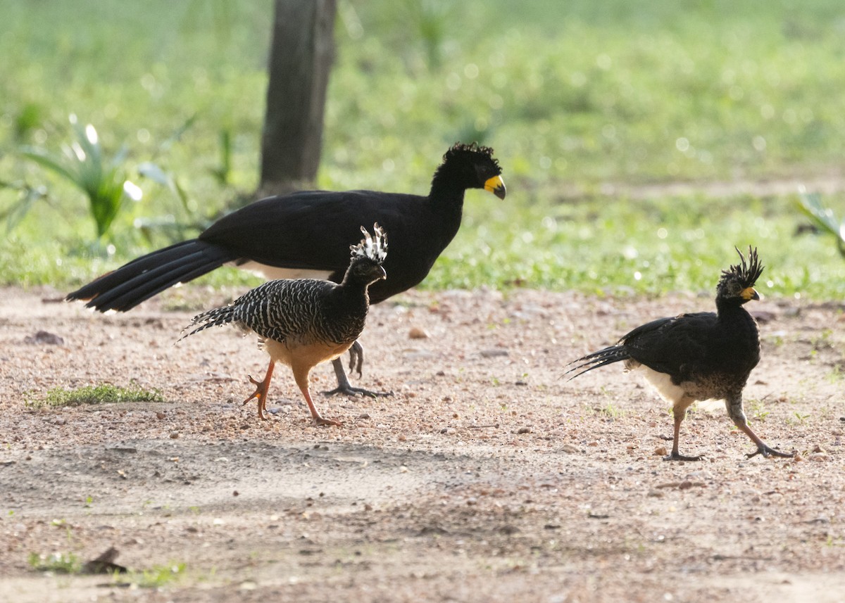 Bare-faced Curassow - ML612762576