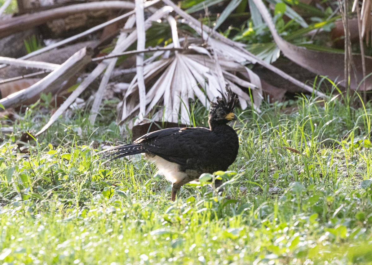Bare-faced Curassow - ML612762580