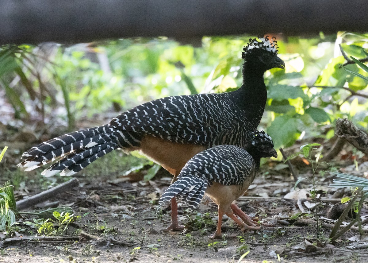 Bare-faced Curassow - ML612762581
