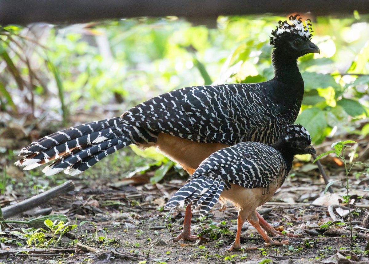 Bare-faced Curassow - ML612762582