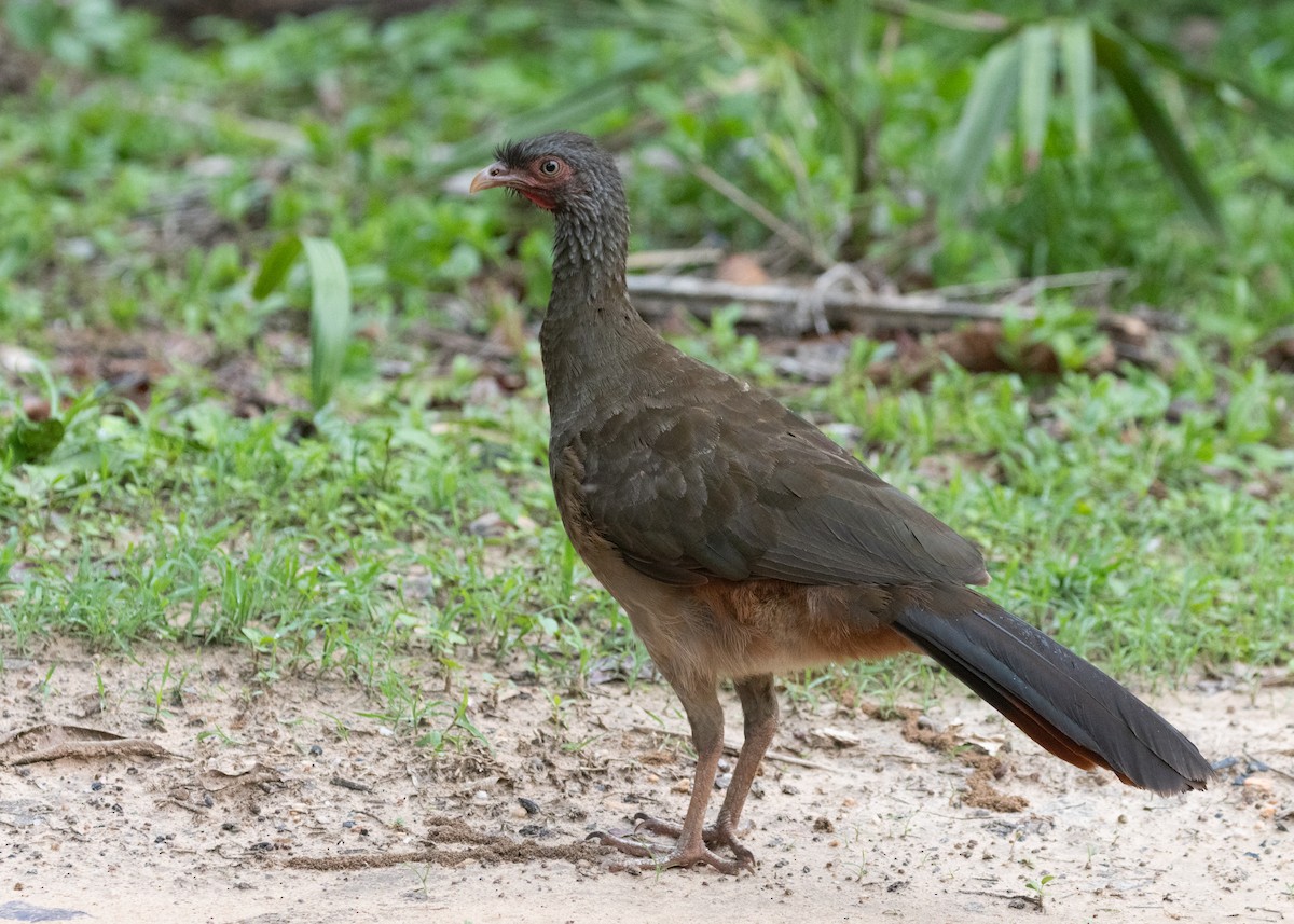 Chaco Chachalaca - Silvia Faustino Linhares