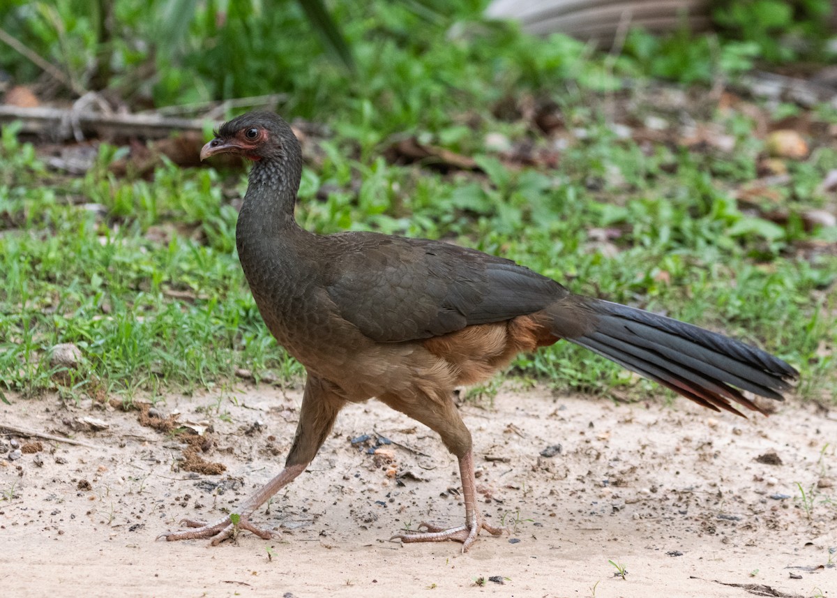 Chaco Chachalaca - Silvia Faustino Linhares